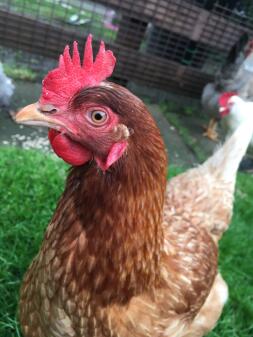 My Red Sex Link, always watching with that beady eye!