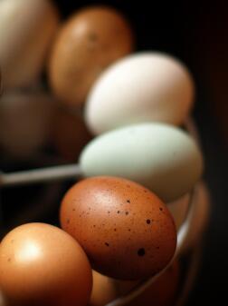 Coloured eggs