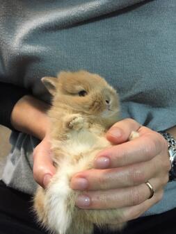 A brown and white baby bunny rabbit being held by its owner