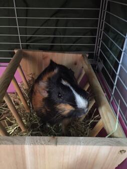 Squeakers in the hay cart