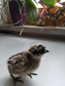 A small fluffy grey and black chick stood on a counter top