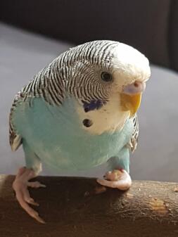 Budgie