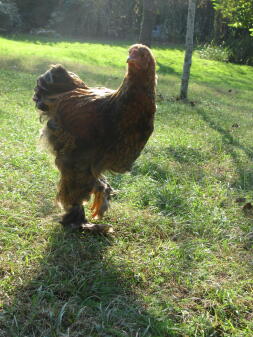 Chicken in garden