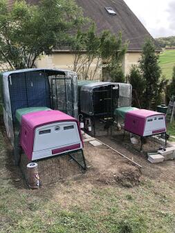 Two Omlet purple Eglu Cube large chicken coops and runs connected to Omlet walk in chicken runs