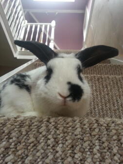 Guiness my 2 year old lop! :-)