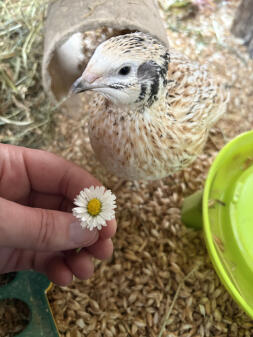 Angela's quails