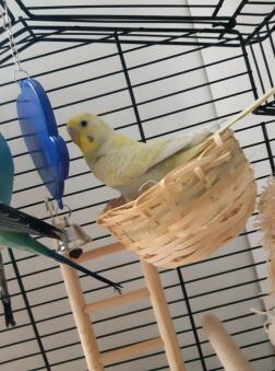 Parrot bird in a woven basket inside a bird cage