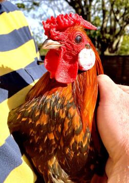 Boris our 10 month old Dutch Bantam cockerel 