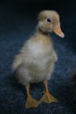 Watt the white Indian Runner duckling at three days.