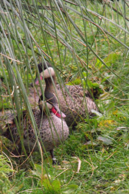 Ducks hiding