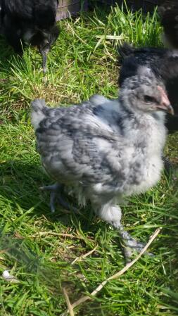 Baby orpingtons enjoying the sun 