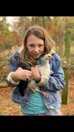 Two chooks