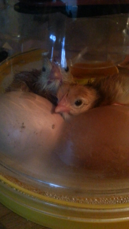 my RIR chicks hatching today-3 of 6