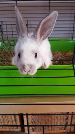 Rabbit coming up to say hello!