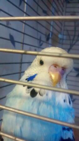 Budgie