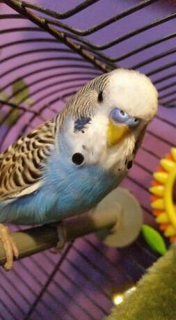 Bubbles the budgie