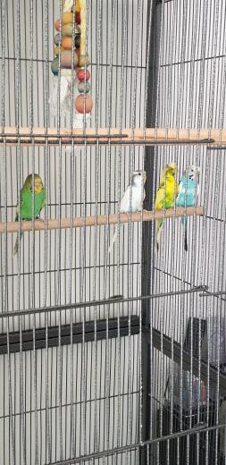 Budgies in cage