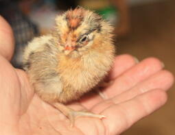 gold campine chick