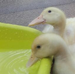 Bluebell and Petal ...age 3 weeks old