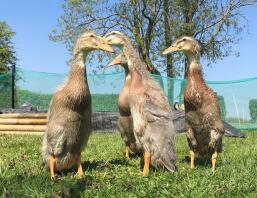 Trout Runner Chicks