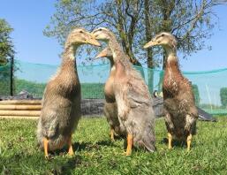 Trout Runner Chicks