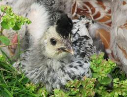 Close up of appenzeller chicken