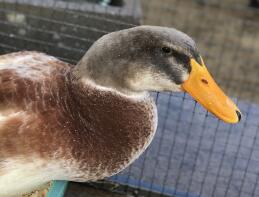 Saxony drake named Günther!