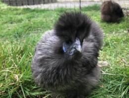 Lunar - my silver partridge miniature Silkie