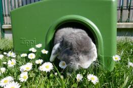 Long live spring