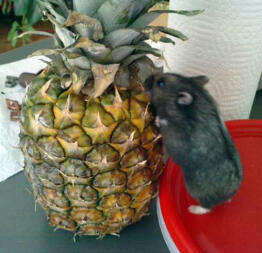 Norma versus pineapple!