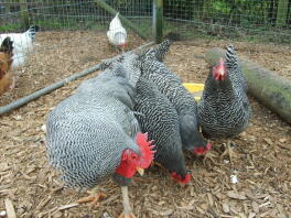 Chickens in run split between a fence