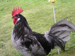 17 week old Andalusian Cockeriel