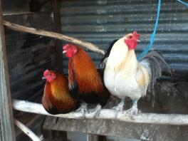 3 araucana roosters