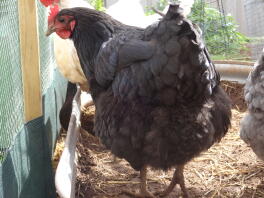 Pancake the australorp