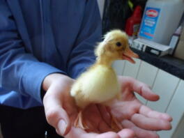 duckling