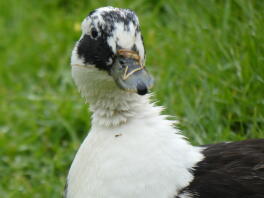 magpie call duck