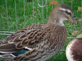 Mallard Call Duck