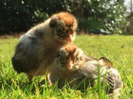 Golden campine chicks