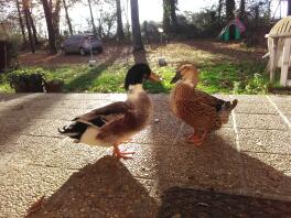 Two ducks looking at each other