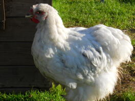 Splash cochin 13 week old cockerel