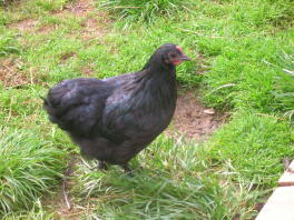 black croad langshan bantam pullet