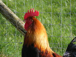 Close up Cockerel 