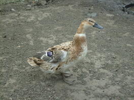 Duck standing