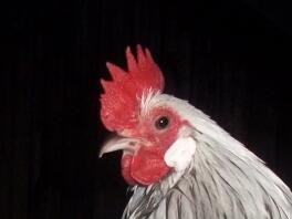 Quartet of silver Dutch bantams