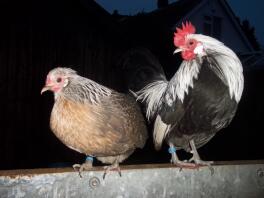 Silver duckwing Dutch bantams