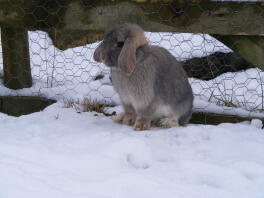 Dwarf lop