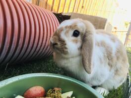 dinner time
