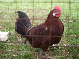 Red Pencilled Friesian at Chartley Chucks