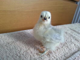 Ho so cute Lavender Pekin