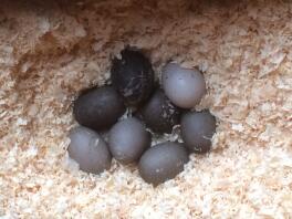 Their unique black/grey eggs